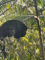 Howler Jungle House