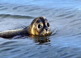 Lovely Chalet With Spacious Garden