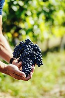 Dominium Pincészet és Panzió