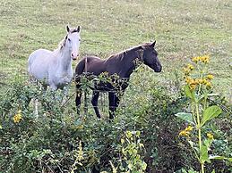 Pet & Family Friendly-2BD-1BA-Sleeps 6-8-Pond-Deck