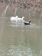 Pet & Family Friendly-2BD-1BA-Sleeps 6-8-Pond-Deck