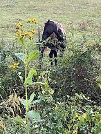 Pet & Family Friendly-2BD-1BA-Sleeps 6-8-Pond-Deck