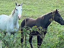 Pet & Family Friendly-2BD-1BA-Sleeps 6-8-Pond-Deck