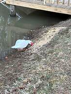 Pet & Family Friendly-2BD-1BA-Sleeps 6-8-Pond-Deck