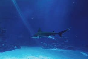 Royal Park Apt Resort by Sea N Rent