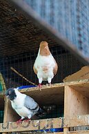 Serene Resort & Convention