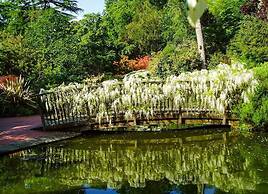 Pinetum Garden Cottages