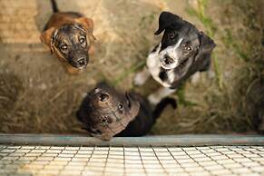 Tuk Tuk Gilhari Noida