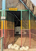 Tuk Tuk Gilhari Noida