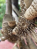 Taorayiná nature reserve