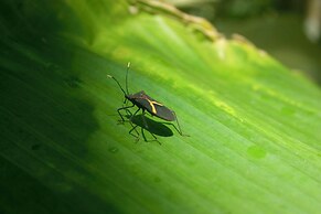 Taorayiná nature reserve