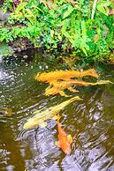 Luxury Villa w Pool Garden Outdoor Lounge