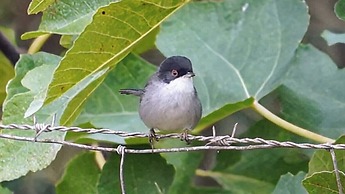 Cortijo Zalamea
