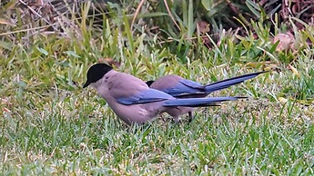 Cortijo Zalamea