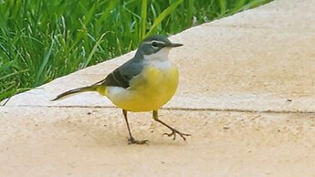 Cortijo Zalamea