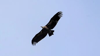 Cortijo Zalamea