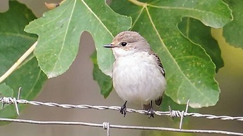 Cortijo Zalamea
