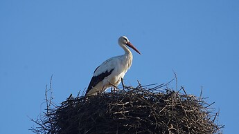 Cortijo Zalamea