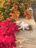 Seaview Appartment With Infinity Pool & Kitchen