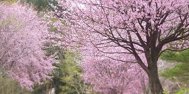 Zuisenkyo