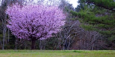 Zuisenkyo