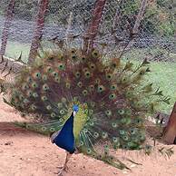 Pousada Campestre Estância São Domingos