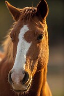 Le Domaine de Marculfo