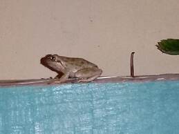 Sardinian Villa Enjoy Stintino With Your Pets !