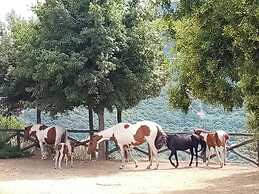 Sardinian Villa Enjoy Stintino With Your Pets !