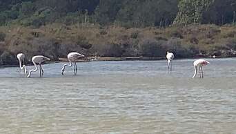 Sardinian Villa Enjoy Stintino With Your Pets !