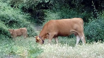 Sardinian Villa Enjoy Stintino With Your Pets !