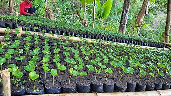 Minca Sintropia Organic Coffee Finca