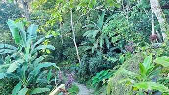 Minca Sintropia Organic Coffee Finca