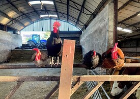 Betty's Farm Cottage