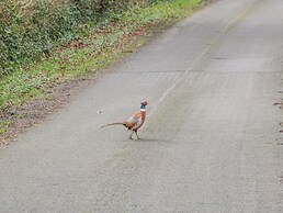 Pheasants Rise Apartment