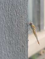 Mommy's home guesthouse Golden Beach