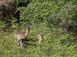The Forest Coach House