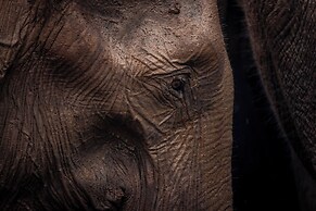 Wild Safari Nest Udawalawe