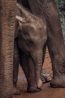Wild Safari Nest Udawalawe