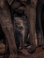 Wild Safari Nest Udawalawe