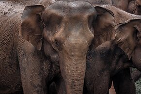 Wild Safari Nest Udawalawe