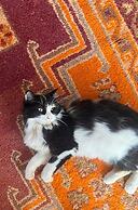 Riad Jardin des Orangers