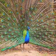 Riad Jardin des Orangers