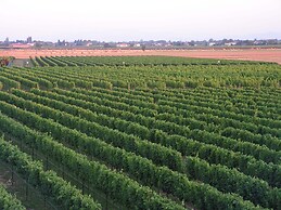 Tenuta La Rotta