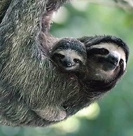 eco hotel amanecer tayrona