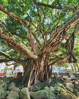 Cantinho Vó Bia - Florianópolis