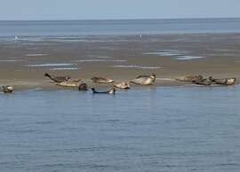 Apartment With Dunes View of Petten