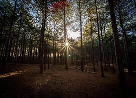 Apartment With Dunes View of Petten