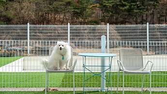 Gyeongju Purspet Dog Pension