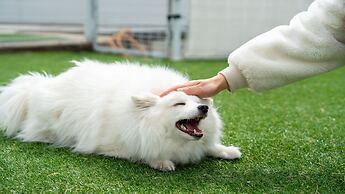 Gyeongju Purspet Dog Pension